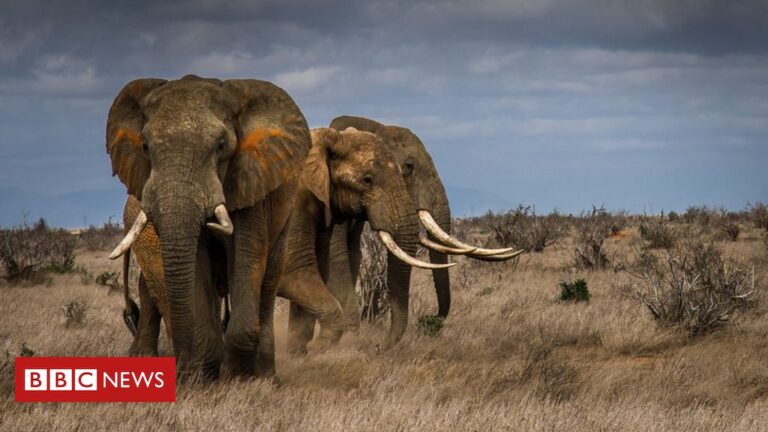 Extinction: Elephants driven to the brink by poaching