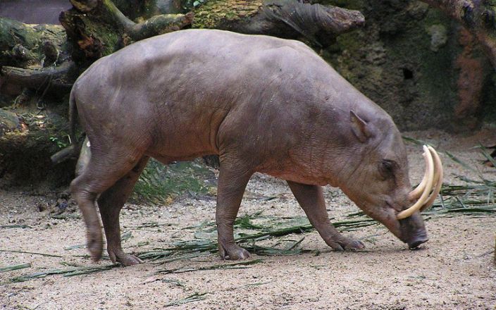 How ancient humans saved giant pigs and Komodo dragons from extinction