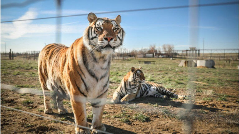 Big cats seized from park belonging to Tiger King couple