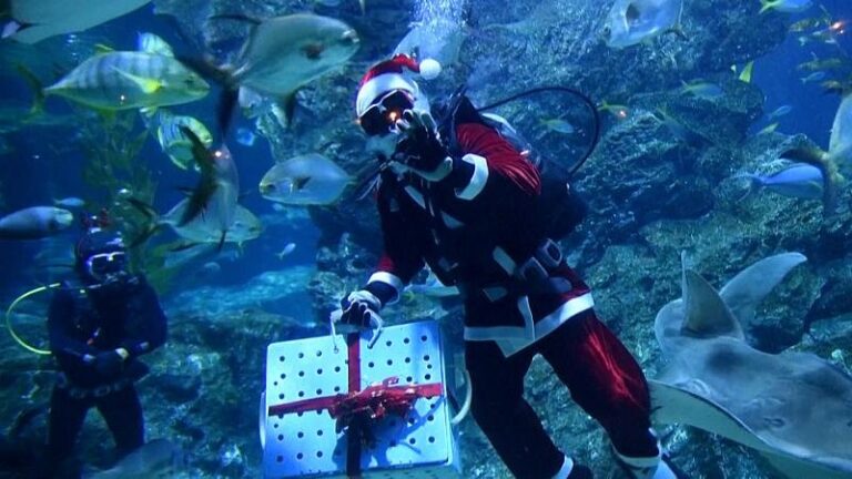 Thai Santa divers feed sharks for Christmas