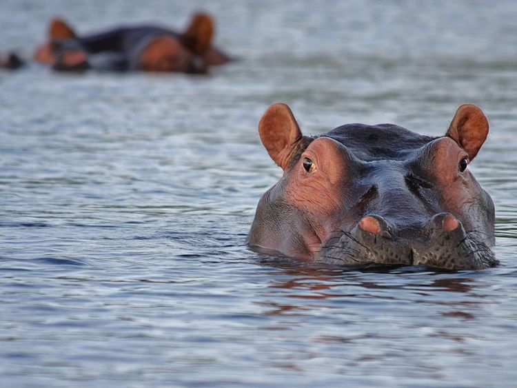 Malawi: a boat collides with a hippopotamus, killing one and leaving 23 people missing