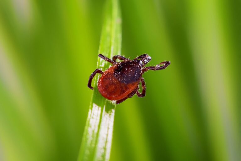 Rising Tick-Borne Meat Allergy Grips America: The Alpha-Gal Syndrome Mystery