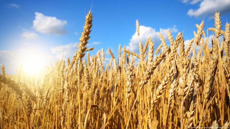 Rising Wheat Prices and the Dangerous Game of Geopolitics